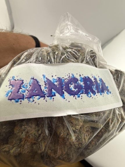 Buy Zangria strain online, | Zangria weed for sale, | Zangria exotic cannabis, | Zangria flower bulk orders, | Premium Zangria hybrid strain, | Top shelf Zangria buds, | Exotic purple cannabis strain, | Zangria indica hybrid for sale, | Order Zangria online UK, | Buy exotic cannabis flower, | Zangria THC strain deals, | High potency hybrid weed, | Zangria cannabis price, | Zangria weed delivery, | Zangria strain near me, | Exotic Zangria buds, | Shop Zangria cannabis, | Zangria bulk flower UK, | Top exotic weed strains, | Zangria dispensary listings Zangria strain review, | Zangria weed effects, | Zangria cannabis aroma, | Fruity sangria hybrid strain, | Exotic purple buds, | Best indica hybrid 2025, | Craft grown exotic cannabis, | Small batch hybrid weed, | Premium weed strains UK, | Purple exotic weed, | Zangria flavor profile, | Zangria terpene content, | Zangria flower texture, | Best tasting cannabis, | Zangria THC content, | Luxury cannabis flower, | Boutique hybrid strain, | Limited edition cannabis, | Top shelf weed online, | Cannabis for creativity Buy Zangria hybrid strain with fruity flavor, | Order Zangria exotic weed near me, | Shop premium purple cannabis online, | Best exotic indica strain for relaxation, | Fruity sangria flavored hybrid weed, | High THC hybrid cannabis UK, | Zangria weed with berry aroma, | Premium top shelf indica flower, | Small batch exotic strain for sale, | Best Zangria hybrid 2025