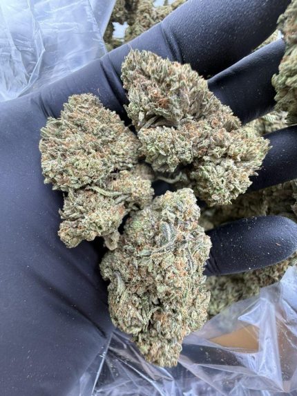 Sunday Driver | Dreams Leaf Naturals laboratory study | THC cultivar research | Cannabinoid chemistry | Terpene mapping | Chromatographic analysis | Hybrid genetics study | Analytical testing education | GLP cannabinoid profiling | Regulatory science research | Botanical chemistry education | Terpene volatility research | Laboratory strain reference | Cannabinoid quantification | Analytical method validation | Fragrance compound mapping | Hybrid cultivar analysis | Compliance and safety research | Dreams Leaf scientific collection | Plant-based chemistry education